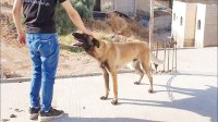 اسلوب جديد للسرقة في الاردن.. سيدة تسقط "حرامي" بضربة قاضية - تفاصيل