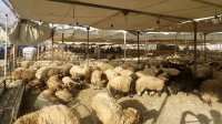 توقعات حكومية بارتفاع أسعار الأضاحي في الاردن