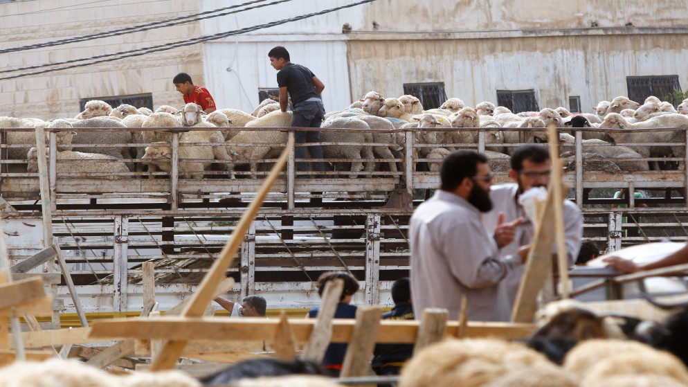وزير الزراعة: نعول على وعي مربي الأغنام في حصر الحيازات الوهمية