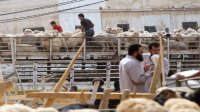 وزير الزراعة: نعول على وعي مربي الأغنام في حصر الحيازات الوهمية