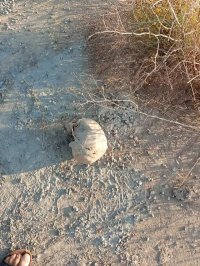 العبث بجثامين مقبرة في مادبا