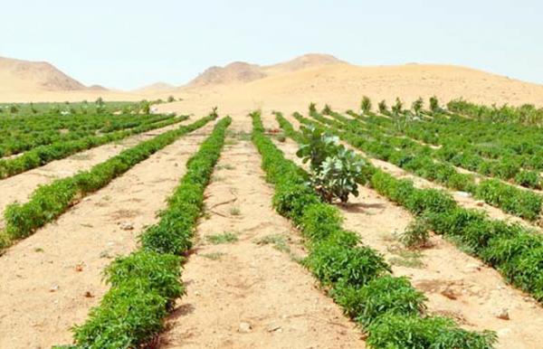 115 مزارعا في المفرق استفادوا من مشروع استصلاح الأراضي