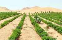 115 مزارعا في المفرق استفادوا من مشروع استصلاح الأراضي