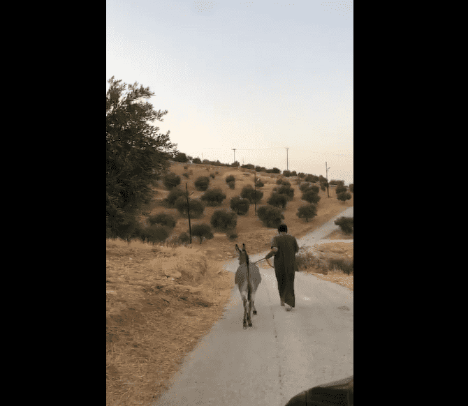 شاهد بالفيديو.. قصة وزير أردني أسبق وتمرد حماره