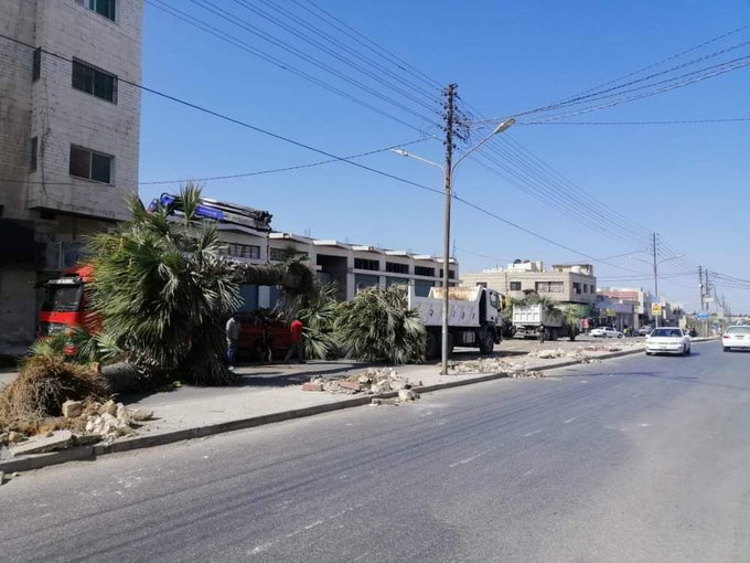 بلدية اربد تبرر إزالة الأشجار بشارع فلسطين