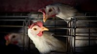 الصحة العالمية: الصين تسجل أول وفاة بشرية بإنفلونزا الطيور