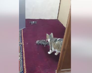 إمام أردني يوثق ولادة قطة داخل منبر المسجد – فيديو