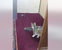 إمام أردني يوثق ولادة قطة داخل منبر المسجد – فيديو
