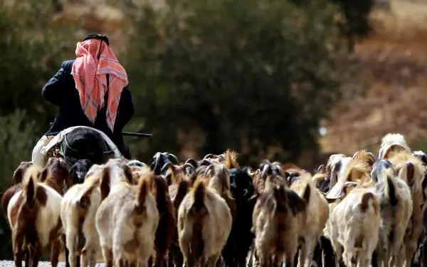 مربي المواشي: 600 ألف رأس من الأغنام توقف تصديرها للسوق السعودي