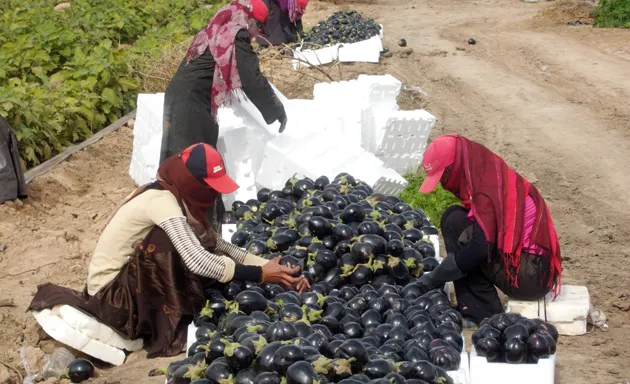 البطالة وضعف الأجور وغياب ظروف العمل اللائق.. ثلاثية القوى العاملة الأردنية