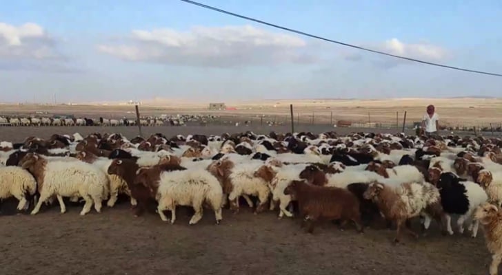 مربو مواشي يطالبون بفتح التصدير إلى السعودية.. ووزارة الزراعة ترد