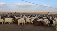 مربو مواشي يطالبون بفتح التصدير إلى السعودية.. ووزارة الزراعة ترد