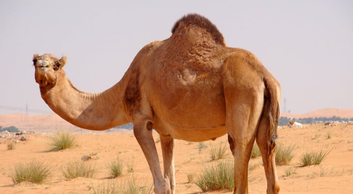 الجمال السائبة تهدد حياة سالكي الطريق الصحراوي