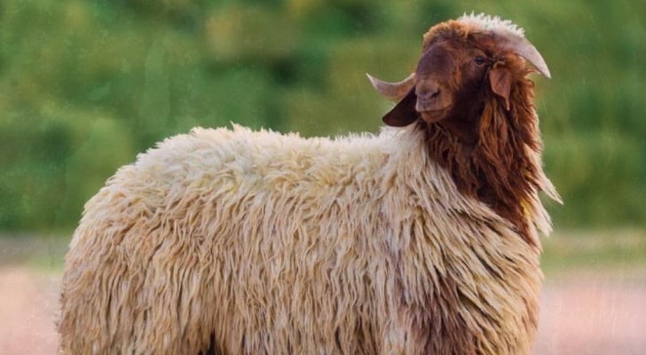 توقف منصة الاستيراد السعودية "للأغنام الأردنية".. ووزارة الزراعة توضح