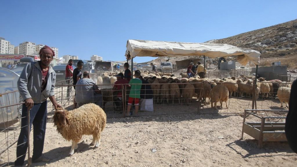 تحديد مواقع بيع الأضاحي في عمّان - تفاصيل