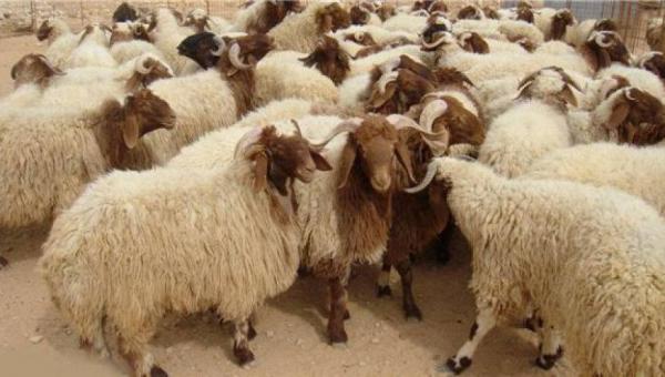 الزراعة: إقبال على شراء الأضاحي ولا ارتفاع على الأسعار