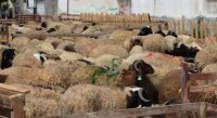 كم أضحية ذبحت في عمان خلال العيد؟.. الأمانة تجيب