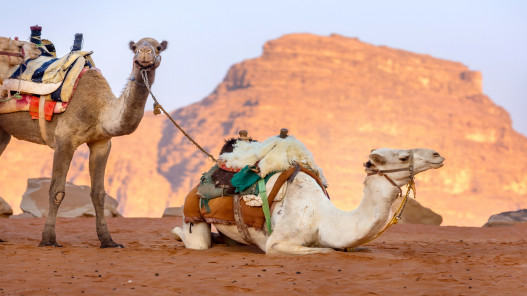 ارتفاع عدد زوار رم الأجانب 98.2% وتراجع الأردنيين