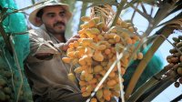 إطلاق موسم قطف التمور الأردني 2023