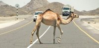 سائق يصدم جملا على الصحراوي