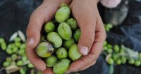 زراعة المفرق تتوقع انتاج 13.9 طنًا من الزيتون