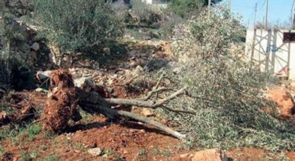 مستوطنون يقتلعون 100 شجرة زيتون بالضفة الغربية
