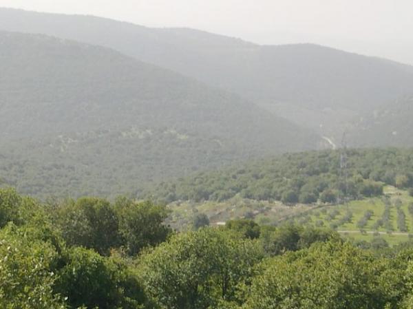 محافظ جرش يدعو لتكثيف الجولات الرقابية على الغابات