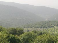 محافظ جرش يدعو لتكثيف الجولات الرقابية على الغابات