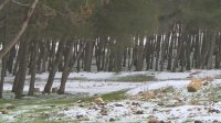 زخات ثلجية على مرتفعات الطفيلة