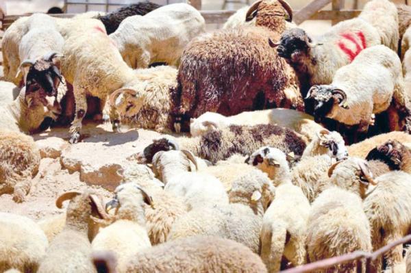 30 % ارتفاع أسعار اللحوم البلدية والرومانية