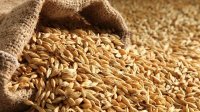الأردن يطرح عطاءً لشراء 120 ألف طن شعير