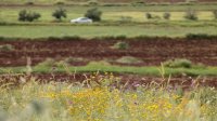 طقس جاف وحار اليوم وغدًا 
