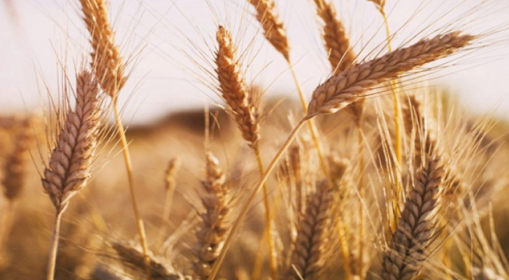 الحكومة تعلن عن عطاء لشراء 100 أو 120 ألف طن قمح