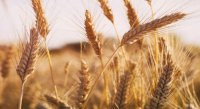 الحكومة تعلن عن عطاء لشراء 100 أو 120 ألف طن قمح