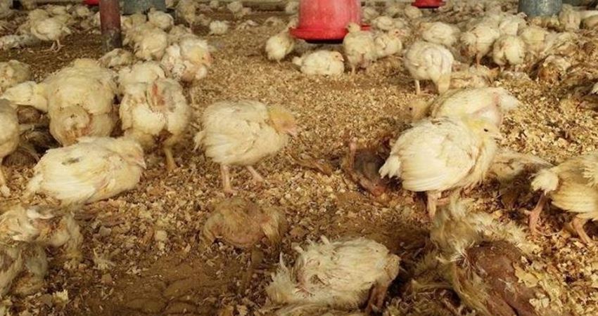 وزير الزراعة: نفوق "أعداد كبيرة" من الدواجن خلال الفترة الماضية
