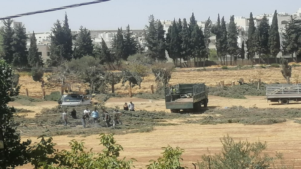 خطة لإزالة مخلفات الأشجار في الأغوار الجنوبية