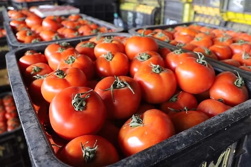 "سيدي أدخل البندورة للأردن".. تصريحات تثير ضجة في المملكة