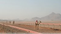 اختتام سباق الهجن الأردنية في منطقة الديسة
