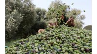 "شتوة أيلول".. ضوء أخضر لبدء موسم قطف ثمار الزيتون