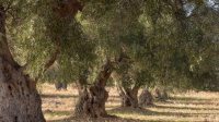 وزارة الثقافة: شجرة المهراس تشكل نموذجا يعبّر عن هوية الأردني