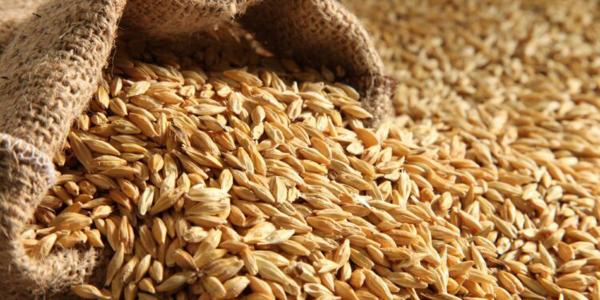 الأردن يطرح عطاء لشراء 120 ألف طن شعير
