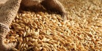 الأردن يطرح عطاء لشراء 120 ألف طن شعير