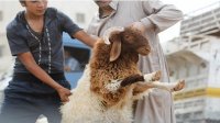 كيف تختار أضحيتك السليمة؟.. إرشادات مهمة للمواطنين