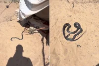 مواجهة مرعبة داخل خيام النزوح في غزة مع زاحف خطير