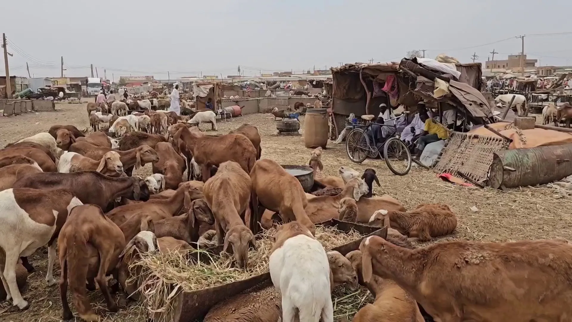 نبض التجارة يعود من جديد الى سوق قندهار للماشية في السودان