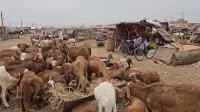 نبض التجارة يعود من جديد الى سوق قندهار للماشية في السودان