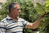حصار المزارعين في طولكرم: بؤر استيطانية تلتهم الاراضي وتقطع الارزاق
