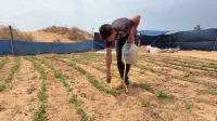 انهيار الامن الغذائي في غزة: خسائر القطاع الزراعي بمليارات الدولارات