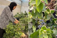 ثورة زراعية فلسطينية.. مهندسة تنجح في انتاج التوت الازرق محليا