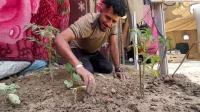زراعة الصمود في غزة: كيف يواجه النازحون الجوع بحدائق الخيام؟